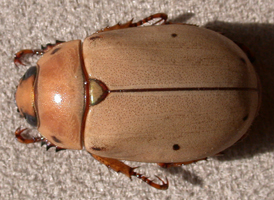 Grapevine Beetle
